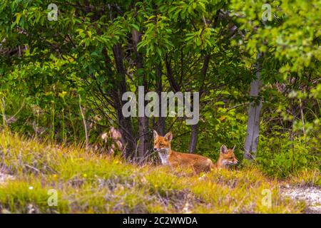 Fox cubs playing around their den Stock Photo