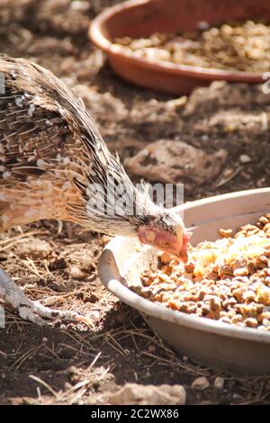 a chicken eating from a bowl in the shade of trees Stock Photo