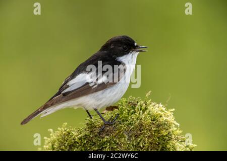 BIRD. Spotted Flycatcher, perched on a mossy post, Wales , UK Stock Photo