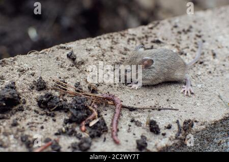 A small gray mouse walks down the street on a concrete curb. Wild mouse. Field rodent Stock Photo