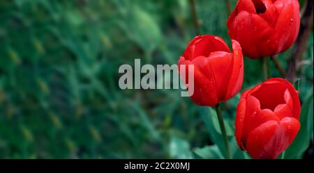 Red tulips on a green background. Place for text. Drops of dew on a tulip bud. Stock Photo