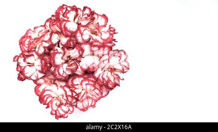 Red-white carnations in a bunch, top view. Flowers on a white background. Template cards for the holiday. Free space for text. Stock Photo