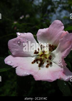 The morning sun shines on the dog rose decorated with dew drops.  Water drops glisten on delicate pink and white petals. Behind them the leaves of the Stock Photo