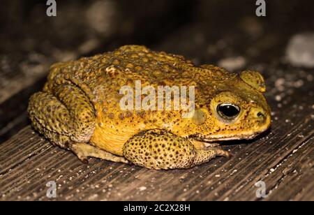 a southern american toad on a wooden board Stock Photo