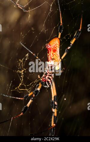A Nephila clavata, a type of orb weaver spider Stock Photo