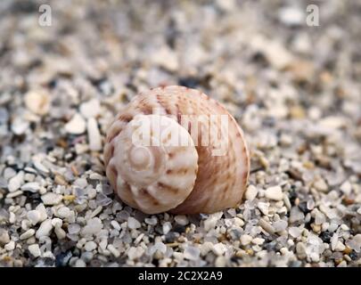 Close-up of a snail shell found on the beach Stock Photo