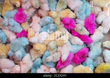 colorful chicks for sale Stock Photo