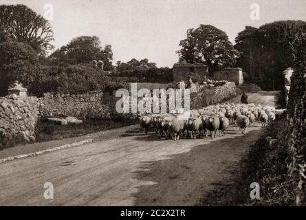 An early 1920's of a shepherd driving his flock down a country road in the West Coast of Ireland. Originally photographed by Clifton Adams ((1890-1934) for 'Ireland: The Rock Whence I Was Hewn', a National Geographic Magazine feature from March 1927. Stock Photo