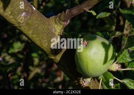 Close up of a maturing unripe green apple Stock Photo