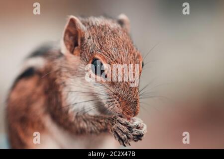 Young Female Sri Lankan Squirrel eating rice close up photograph Stock Photo