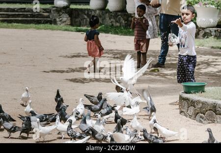 Young boy feeding pigeons, throwing corn seeds Stock Photo