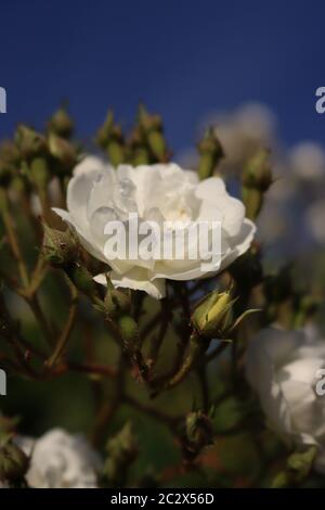 A close up of a rambling rector white rose and rose buds against a blue sky Stock Photo