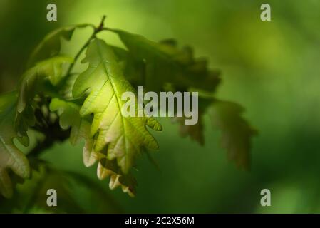 Detail of green oak leaf of young Quercus robur illuminated by the sun. Commonly known as common oak, pedunculate, European or English oak. Sunny day. Stock Photo