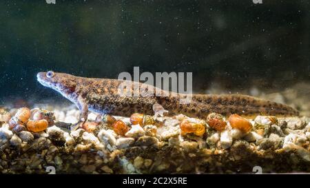 Spanish ribbed newt Pleurodeles waltl , also known as the Iberian ribbed newt. Wildlife animal Stock Photo