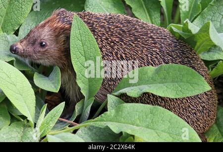 Hedgehog Erinaceus europaeus very close Stock Photo