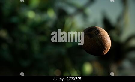 extreme slow motion falling coconut in jungle Stock Photo