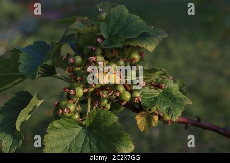 Unripe blackcurrants on the bush Stock Photo