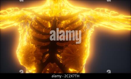 Colorful Human Body animation showing bones and organs Stock Photo