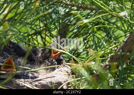 Young wild chicks with gray plumage in a nest on a coniferous green tree with covered eyes and wide open yellow beaks waiting for food - a worm or ins Stock Photo