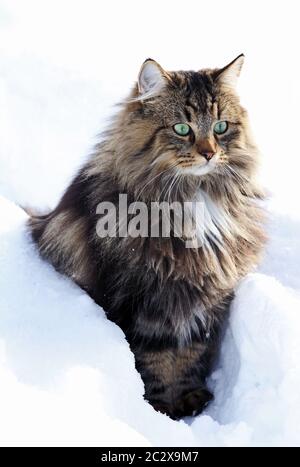 A pretty young brown-black Norwegian Forest Cat in winter in the snow Stock Photo