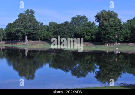 During the coronavirus pandemic, the temples of Angkor are deserted. here, the peaceful Srah Srang Reservoir / Baray awaits the return of the tourists. reflection of trees in water. Angkor Archaeological Park, Siem Reap Province, Cambodia. June 18th, 2020. © Kraig Lieb Stock Photo