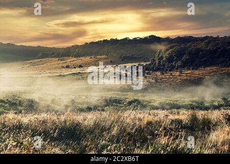 Foggy Landscape With Field and Forest at Sunrise Stock Photo