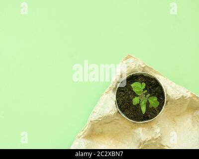 Small tomato sprout in egg shell in box on green background Stock Photo