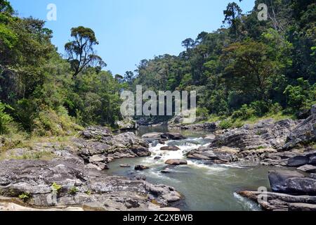Ranomafana National Park is in southeastern Madagascar. This tropical rainforest is home to a number of rare and endemic species of flora and fauna. Stock Photo