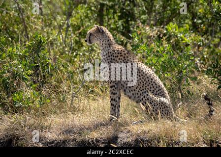 Female cheetah sits on grass in profile Stock Photo