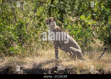 Female cheetah sits in profile on grass Stock Photo