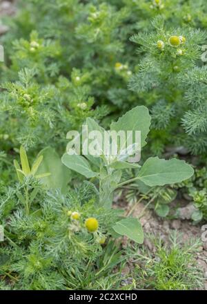 Leaves of agricultural weed Fat-Hen / Chenopodium album seen with Pineappleweed, Pineapple Weed / Matricaria discoidea in arable field. Fat Hen edible Stock Photo