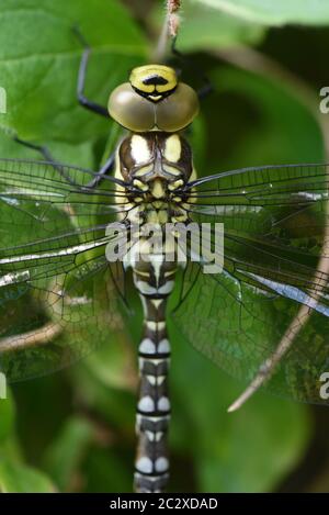 Dragonfly on a leaf in the bush Stock Photo - Alamy
