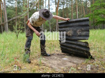 11 June 2020, Brandenburg, Müllrose: Nico Brunkow, ranger with the Brandenburg nature guard, picks up a plate from the forest floor in the Schlaubetal Nature Park and looks to see if there are vipers underneath. The smooth snake is an almost unknown creature in Germany. The second most common snake species after the grass snake lives mostly in hiding, also due to its grey-brown camouflage colouring. In the Schlaubetal, however, a ranger has been on its trail for years. At three checkpoints on the edge of the Schlaubetal near Müllrose (Oder-Spree), ranger Nico Brunkow carefully and with a searc Stock Photo