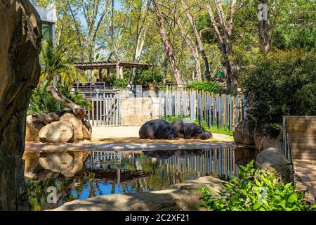 Common hippopotamus (Hippopotamus amphibius) in Barcelona Zoo. Stock Photo