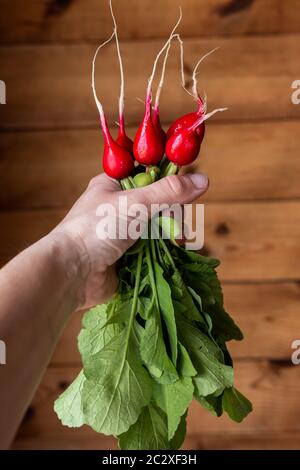 Radish in the hand. Red vegetable with green leaves on a background of a wooden wall. Stock Photo