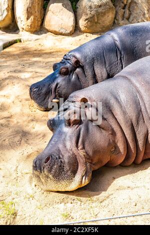 Common hippopotamus (Hippopotamus amphibius) in Barcelona Zoo. Stock Photo