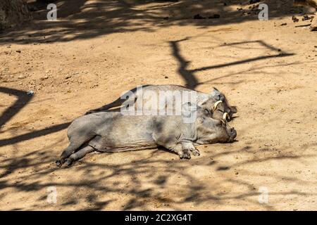 Warthog (Phacochoerus africanus) in Barcelona Zoo. Stock Photo
