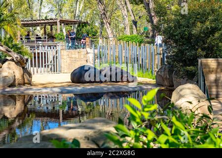 Common hippopotamus (Hippopotamus amphibius) in Barcelona Zoo. Stock Photo