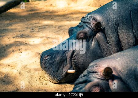 Common hippopotamus (Hippopotamus amphibius) in Barcelona Zoo. Stock Photo