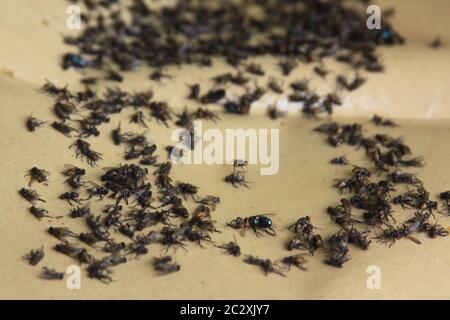 Dead flies on sticky yellow fly paper hanging up indoors Stock Photo - Alamy