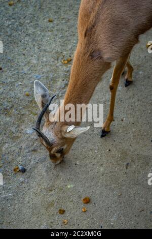 Saharian dorcas gazelle (Gazella dorcas osiris) in zoo Barcelona. Stock Photo