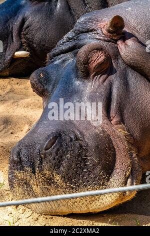 Common hippopotamus (Hippopotamus amphibius) in Barcelona Zoo. Stock Photo