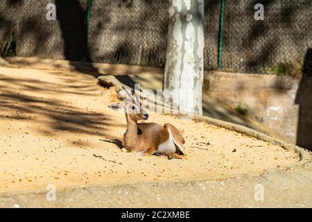 Saharian dorcas gazelle (Gazella dorcas osiris) in zoo Barcelona. Stock Photo