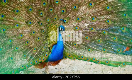 Pics of peacock hi-res stock photography and images - Alamy