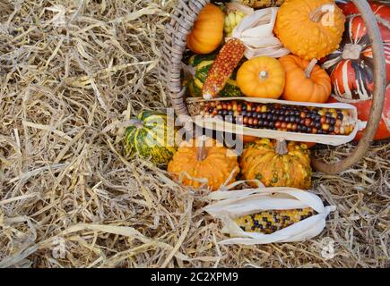 Woven basket full of Thanksgiving ornamental gourds and squash, with flint corn overflowing onto pile of hay Stock Photo