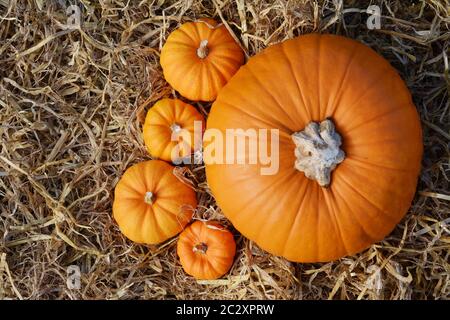 Large autumn pumpkin with four mini gourds seen from above on a bed of soft straw Stock Photo