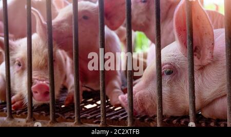 Cute piglet in farm. Sad and healthy small pig. Livestock farming. Meat industry. Animal meat market. African swine fever and swine flu concept. Swine Stock Photo