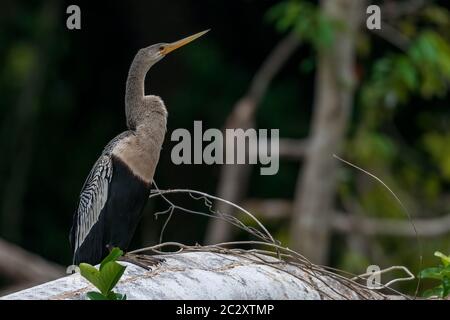 Anhinga oder Amerikanischer Schlangenhalsvogel (Anhinga anhinga), Pantanal, Mato Grosso, Brasilien Stock Photo