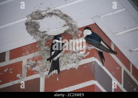 A pair of House Martins (Delichon urbica) at their nesting place in Hohenkirchen, Germany Stock Photo