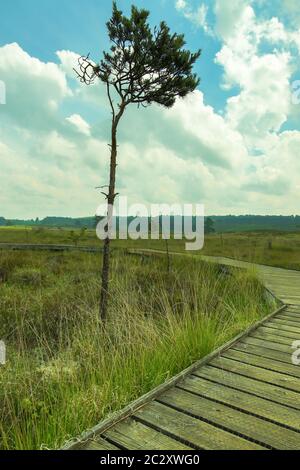 A single lone tree stands proud next to the board walk in Wolverton, North Norfolk,UK. Stock Photo